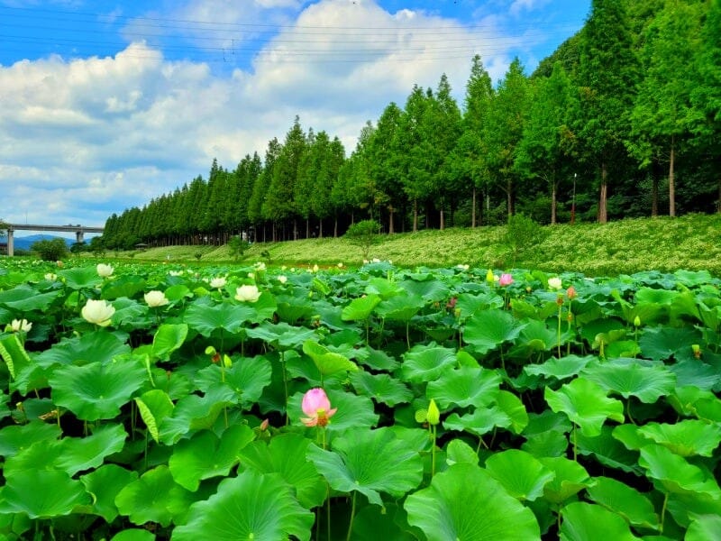 충청 드라이브 - 정안천 생태공원