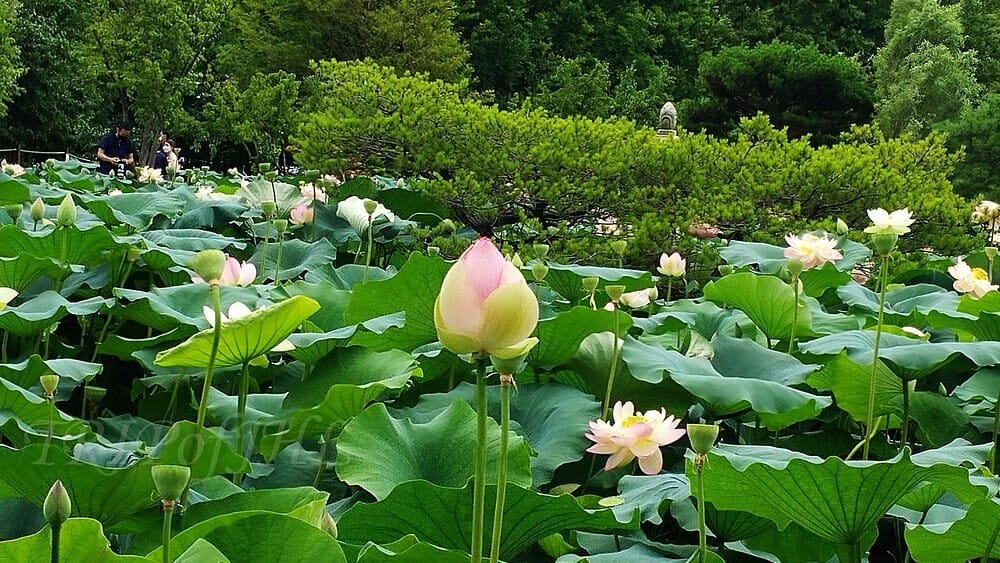 경기도 드라이브 - 양평 세미원