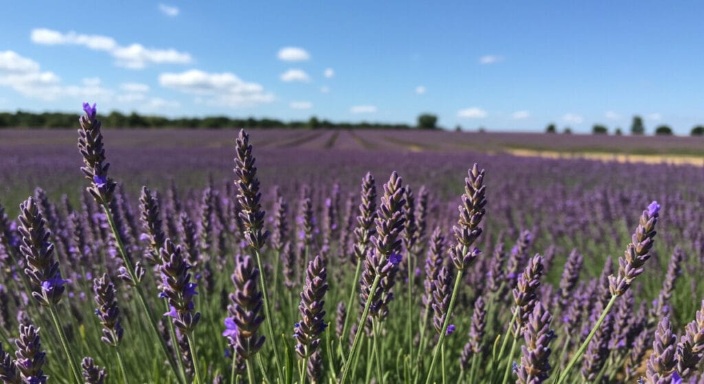 라벤더 꽃밭